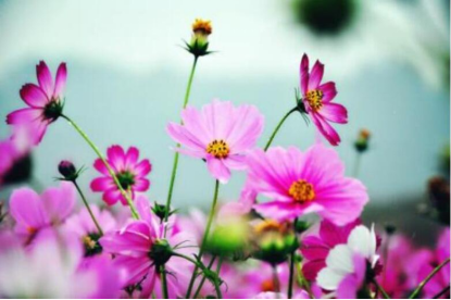 2ca5c491d43d45ab8e042c41384454c0.png image.png