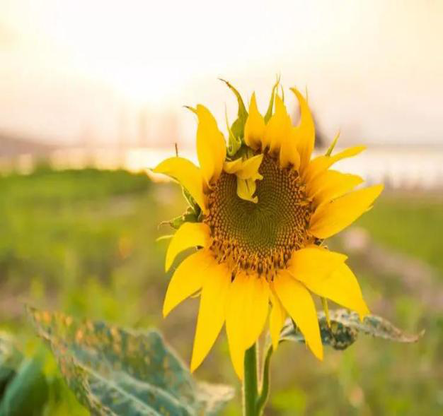 781ed3390fbe4310992464b620e624ef.png 图片3.png